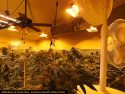 Illegal grow bust by CCSO in Valley Springs