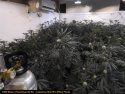 Illegal grow bust by CCSO in Valley Springs