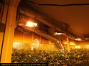 Illegal grow bust by CCSO in Valley Springs