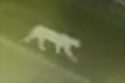 Mountain lion spotted near Dragoon Gulch Trail in Sonora 1-11-22