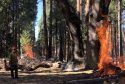 Pile Burning In Yosemite