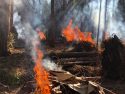 Pile Burning In Yosemite