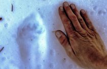 Sizing up a fisher pawprint in the Yosemite snow
