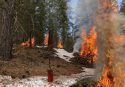 Yosemite pile burning