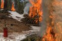 Yosemite pile burning