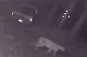 Mountain Lion In Crystal Falls
