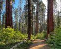 Big Trees overgrown trail