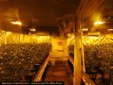 CCSO illegal grow raid in Valley Springs
