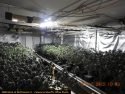 CCSO illegal grow raid in Valley Springs