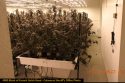 CCSO illegal grow raid on Murphys property