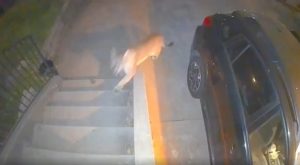 Mountain Lion Captured On Video In Downtown Sonora