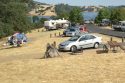 New Melones Lake camping