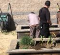 Youth detainee finding a leak on drip line in box garden at the Mother Lode Regional Juvenile Detention Facility in Tuolumne County