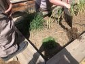 Box garden at the Mother Lode Regional Juvenile Detention Facility