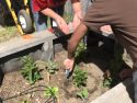Box garden at the Mother Lode Regional Juvenile Detention Facility