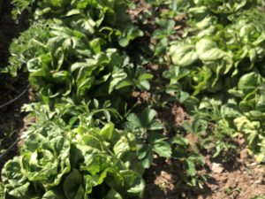 Box garden at the Mother Lode Regional Juvenile Detention Facility