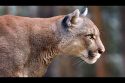 Mountain lion