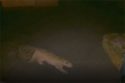 Mountain lion sighting in Sonora on Shaws Flat Road