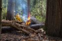Prescribed burning at Big Trees State Park