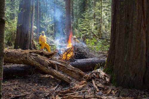 Prescribed burning at Big Trees State Park