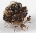 Dead ants on larva
