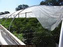 Illegal grow bust by the CCSO