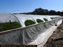 Illegal grow bust by the CCSO