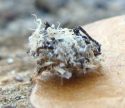 Larva covered with debris