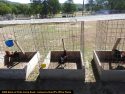 Roosters confiscated at iIllegal grow bust by the CCSO