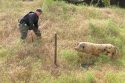 CHP and animal control working to capture the runaway pig