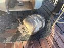 BBQ explosion fire in Wallace area of Calaveras County