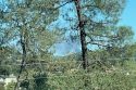 Green Fire near J-59 and HWY 108 near Green Springs Road