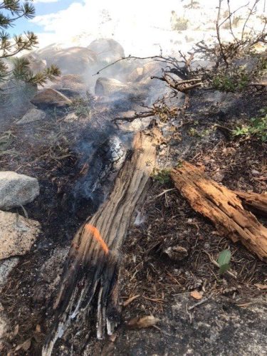 STF fire started by lightning strike to tree