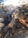 STF fire started by lightning strike to tree
