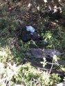 A recent clean up by prevention and fire resources on 2N09 (Mt Provo Road) Mi-Wok district.