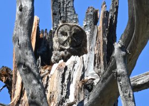 Identifying Garden Birds