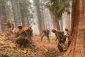 STF Hot Shots are working Washburn Fire in Yosemite