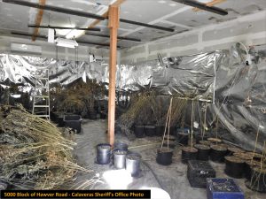 Calaveras Sheriff’s Marijuana Team Detail Summer Busts