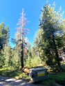 Dead tree near the Big Meadows Campground on the Calaveras Ranger District in the Stanislaus National Forest