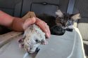 Hot cats rescued from disabled vehicle by San Andreas CHP office