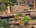 Mariposa Grove - NPS Image