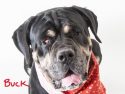 Pooches in need of forever homes at the Calaveras Animal Shelter
