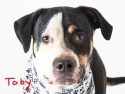 Pooches in need of forever homes at the Calaveras Animal Shelter