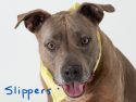 Pooches in need of forever homes at the Calaveras Animal Shelter
