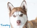Pooches in need of forever homes at the Calaveras Animal Shelter