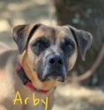 Pooches in need of forever homes at the Calaveras Animal Shelter