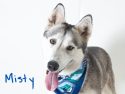 Pooches in need of forever homes at the Calaveras Animal Shelter