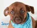 Pooches in need of forever homes at the Calaveras Animal Shelter