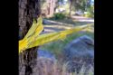 Yellow tape cautioning campers to dead tree in the STF