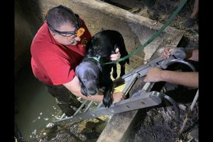 Ash being rescued from cistern
